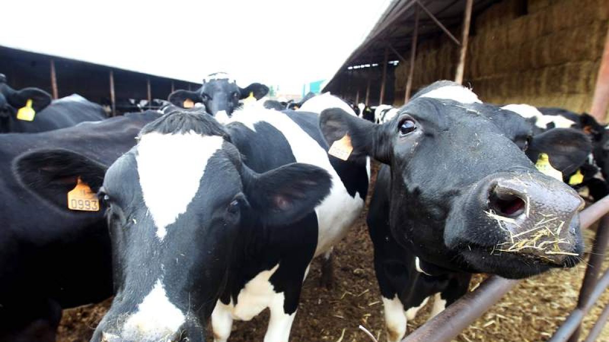 Los ganaderos que entregaban a Leche Río no saben ahora qué hacer con su producción.