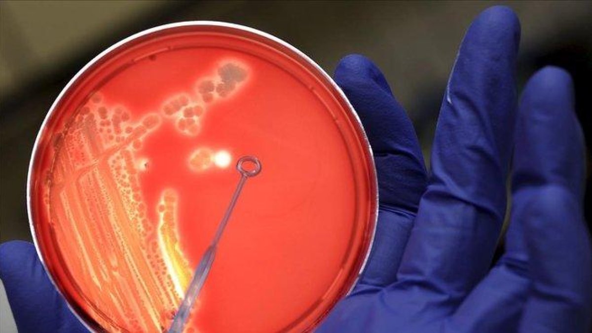 Un investigador examina una colonia de bacterias, en una imagen de archivo.