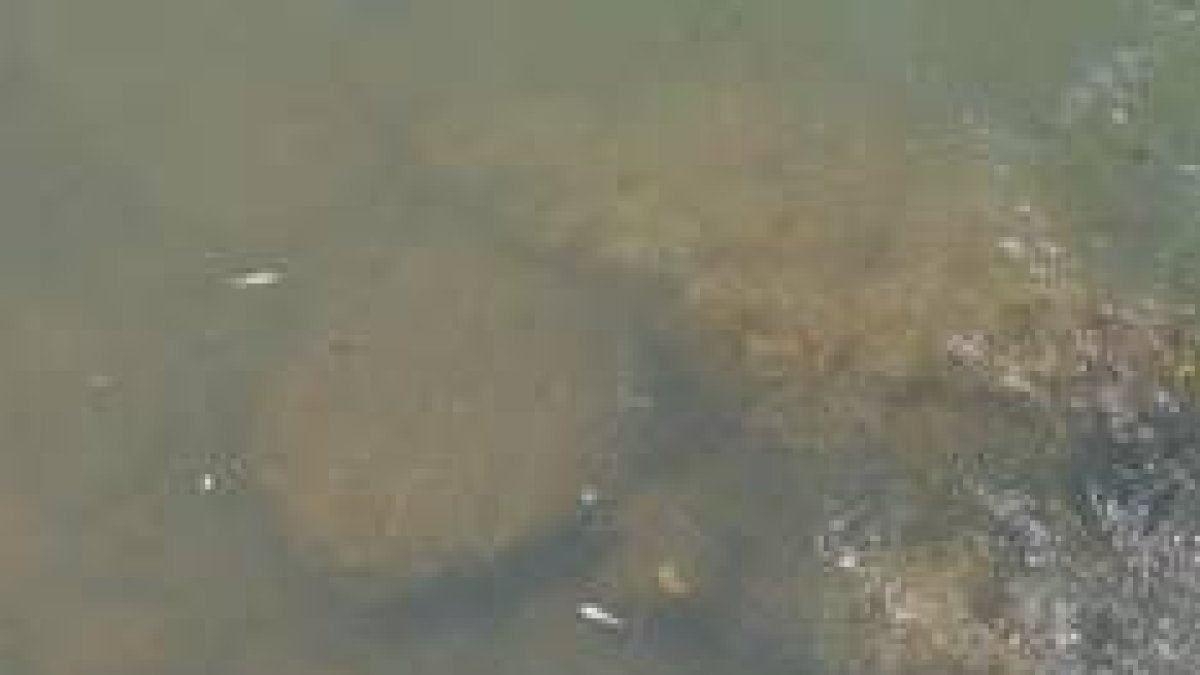 Los peces del río Torío aparecen flotando en el agua
