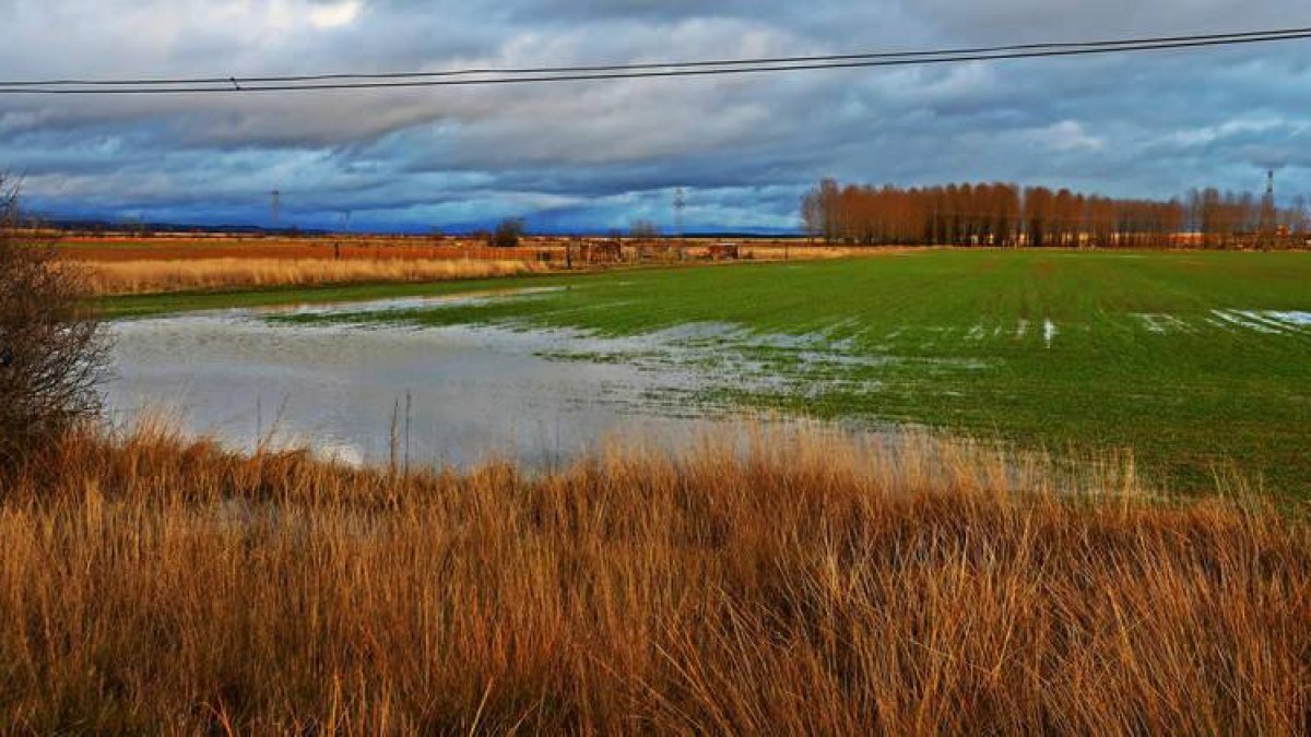 La planta no se desarrollará en las zonas encharcadas de las explotaciones agrícolas.