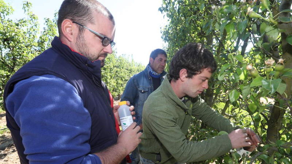 Técnicos de Decamsa introdujeron el depredador de la plaga en perales del Bierzo Central. L. DE LA MATA