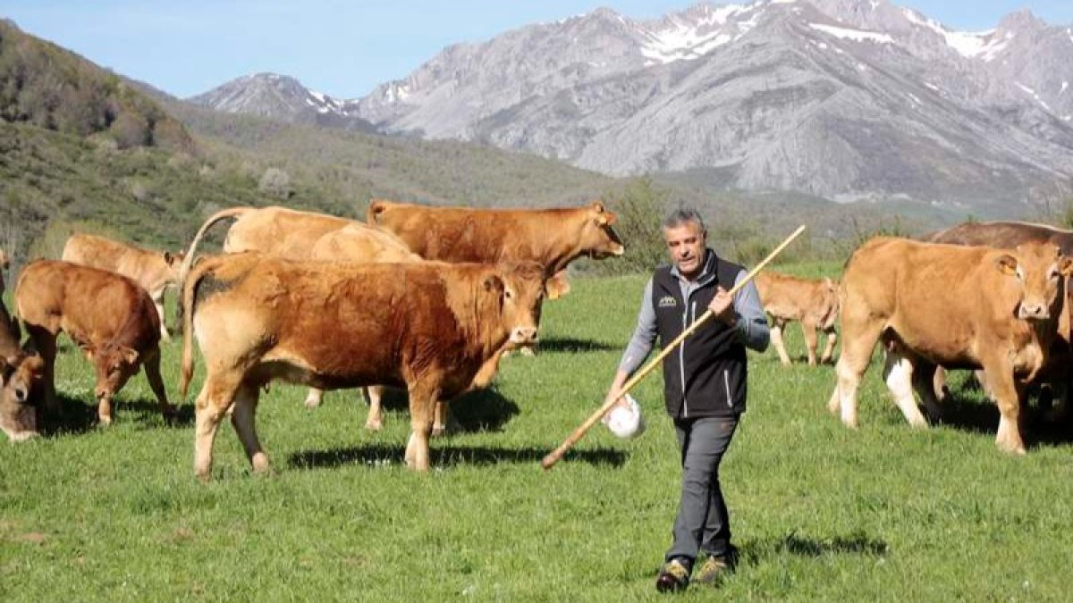 El ganadero Daniel Puerta, con su ganadería. CAMPOS