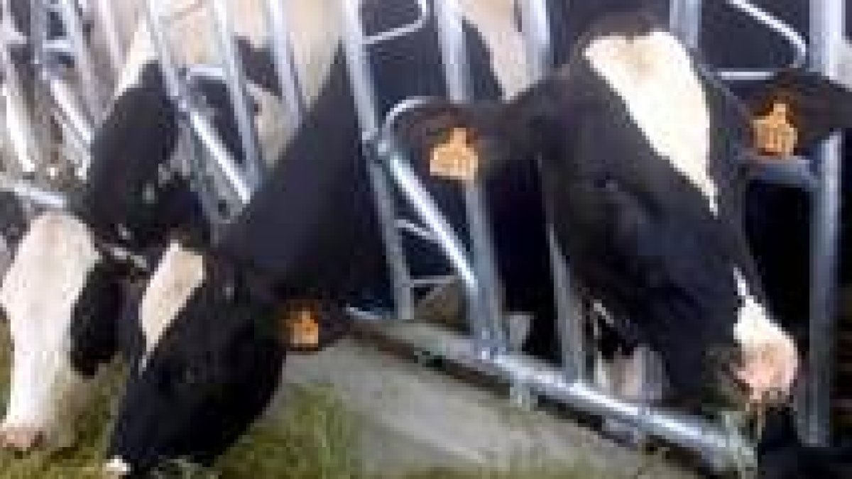 Las vacas nodrizas percibirán de la Junta un total de 2,6 millones de euros en concepto de ayuda