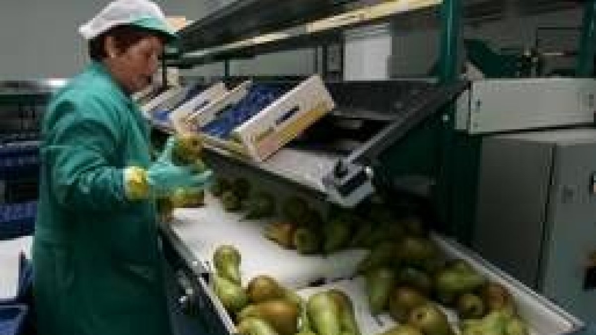 La manzana reineta mantendrá el nivel de producción del pasado año