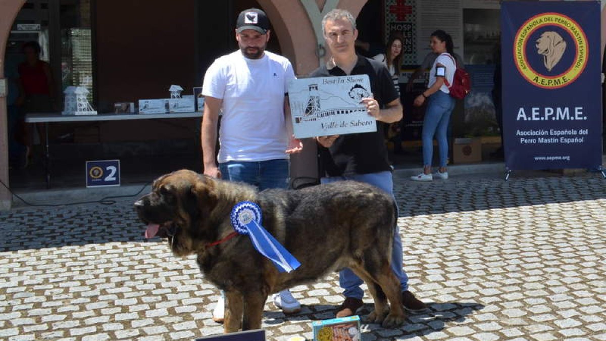 Mauro de Casatrones triunfa en la cita de mastines de Sabero