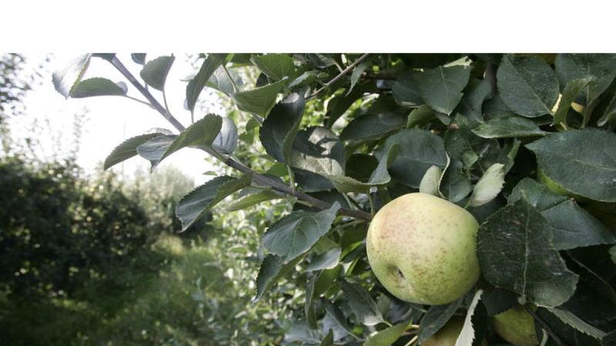 Frutales de manzana reineta con Denominación de Origen Bierzo, en una imagen de archivo.