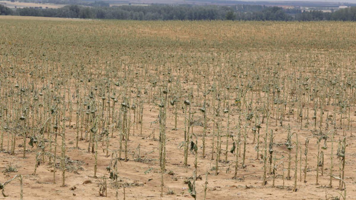 La DO León confirmó la pérdida total del viñedo en Valderas. MARCIANO PÉREZ