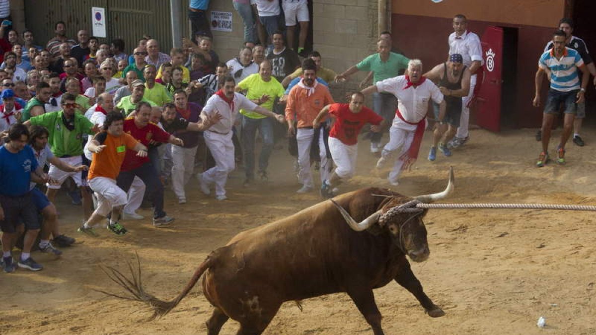«Quite», de la ganadería sevillana de Martín Lorca, que fue protagonista ayer en Benavente.