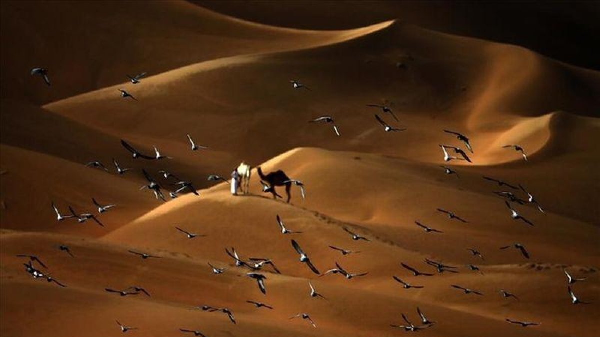 Las palomas vuelan sobre el desierto de Liwa, a 250 kilómetros al oeste del emirato del Golfo de Abu Dhabi.