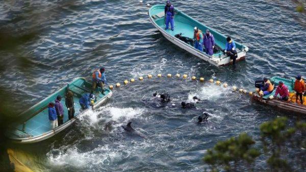 Un grupo de pescadores rodean a los delfines en la bahía de Taiji, este lunes.