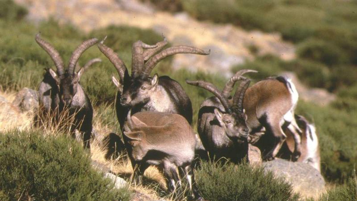Imagen de archivo de varios ejemplares de cabra montés por las montañas de Picos.