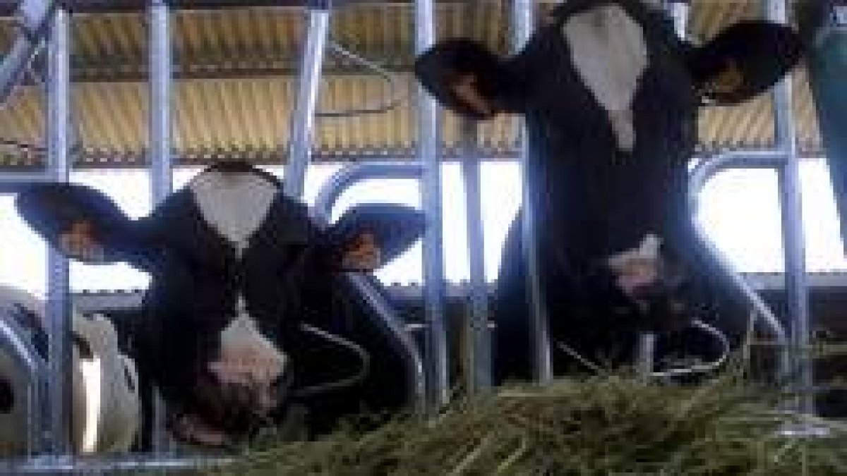 Los productores de leche se verían beneficiados con la propuesta del PE