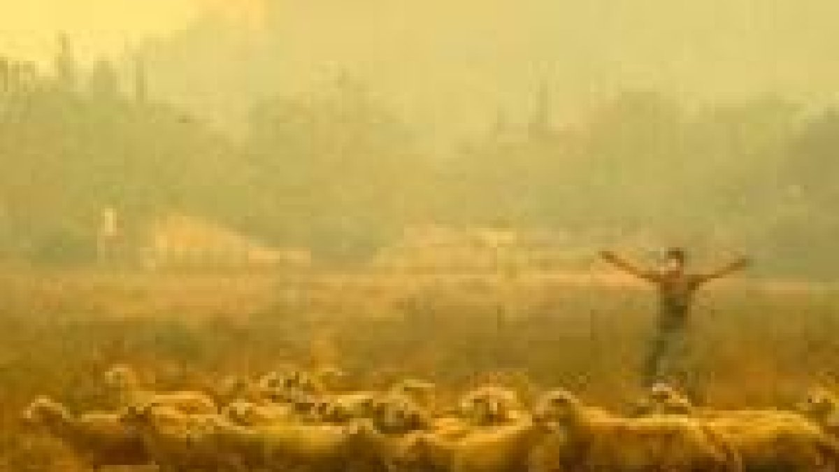 Un pastor intenta salvar su rebaño del incendio que se ha declarado en la localidad de Chania