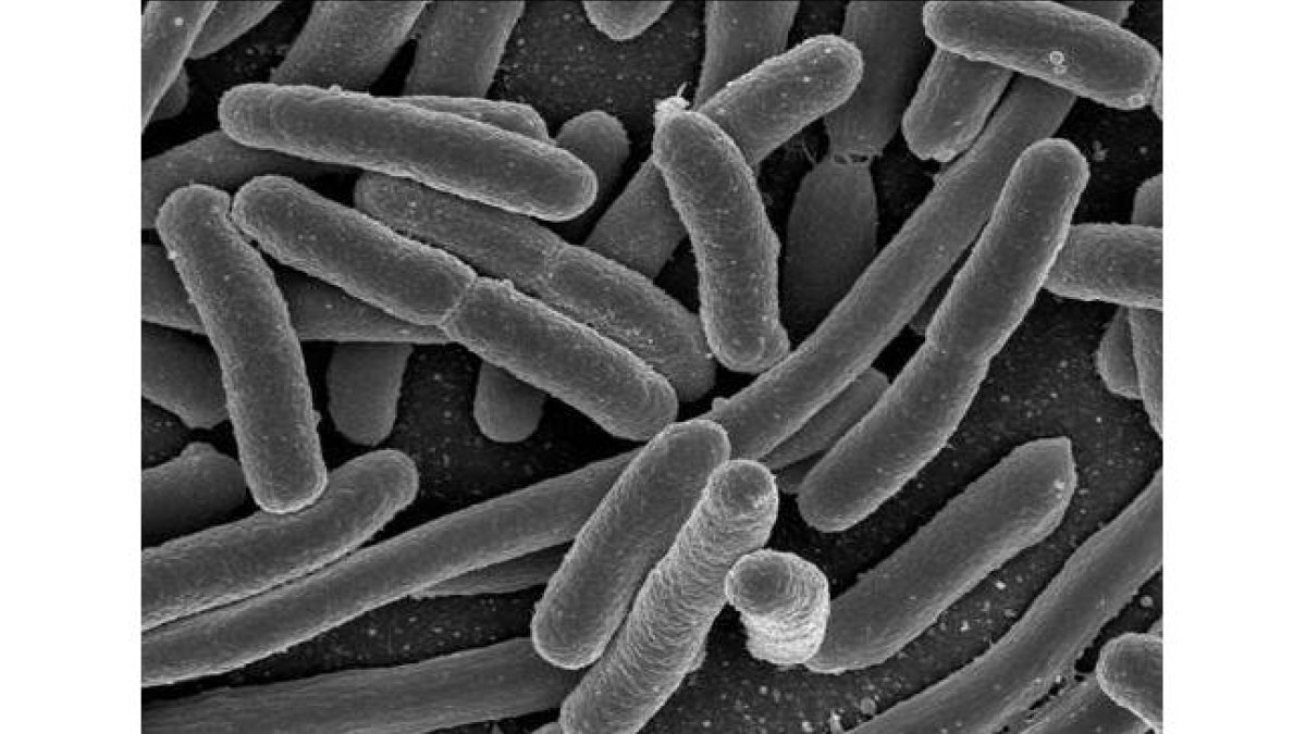 'Escherichia coli', una de las muchas especies de bacterias presentes en el intestino humano.