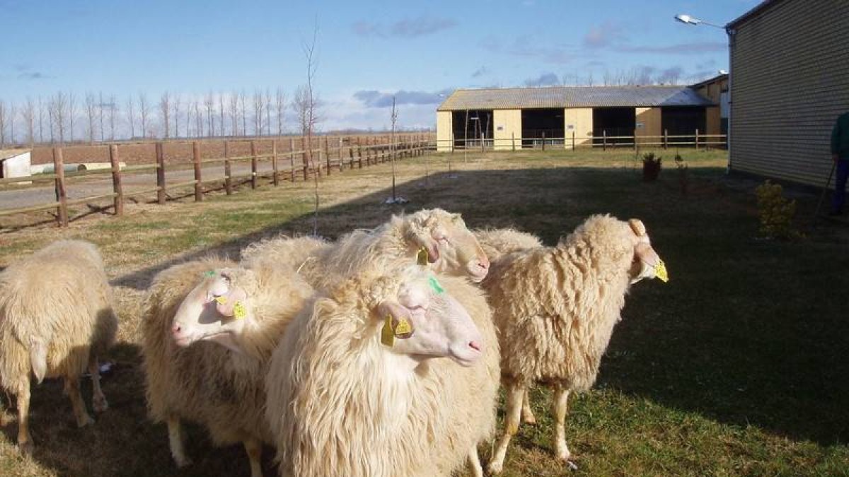 Finca en San Pedro Bercianos que vende la Diputación