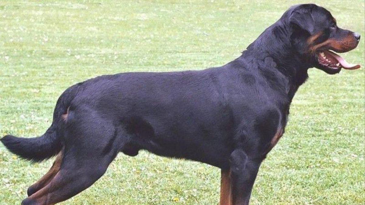 Imagen de archivo de un perro de la raza rottweiler.