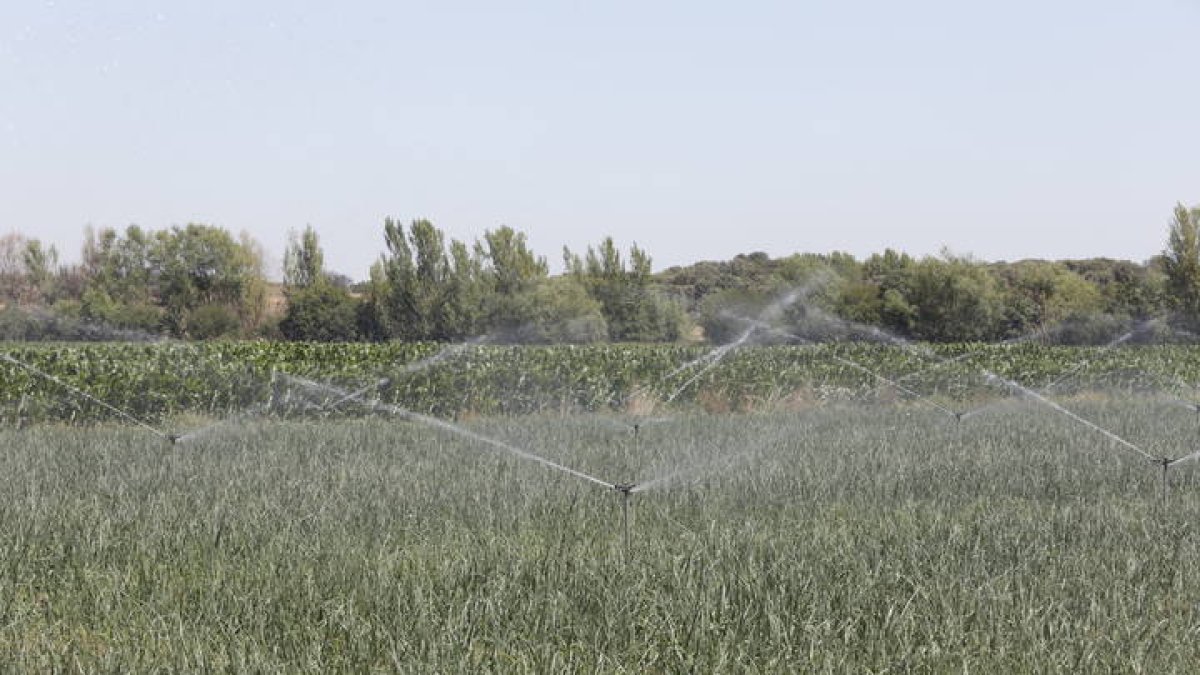 Tierras de cultivo en la provincia de León. MARCIANO PÉREZ