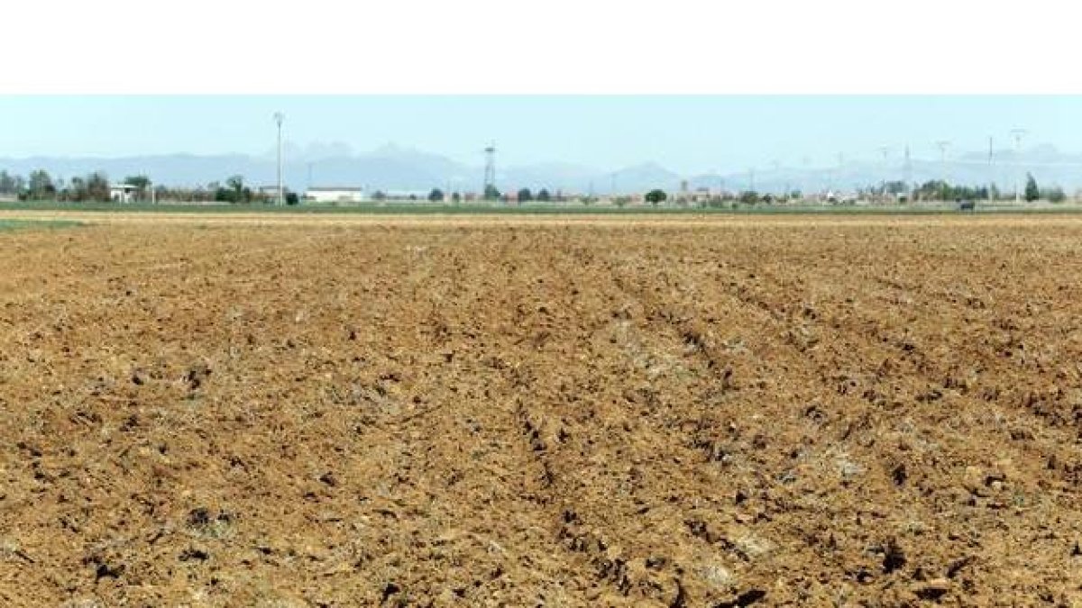 Sequía en Tierra de Campos.