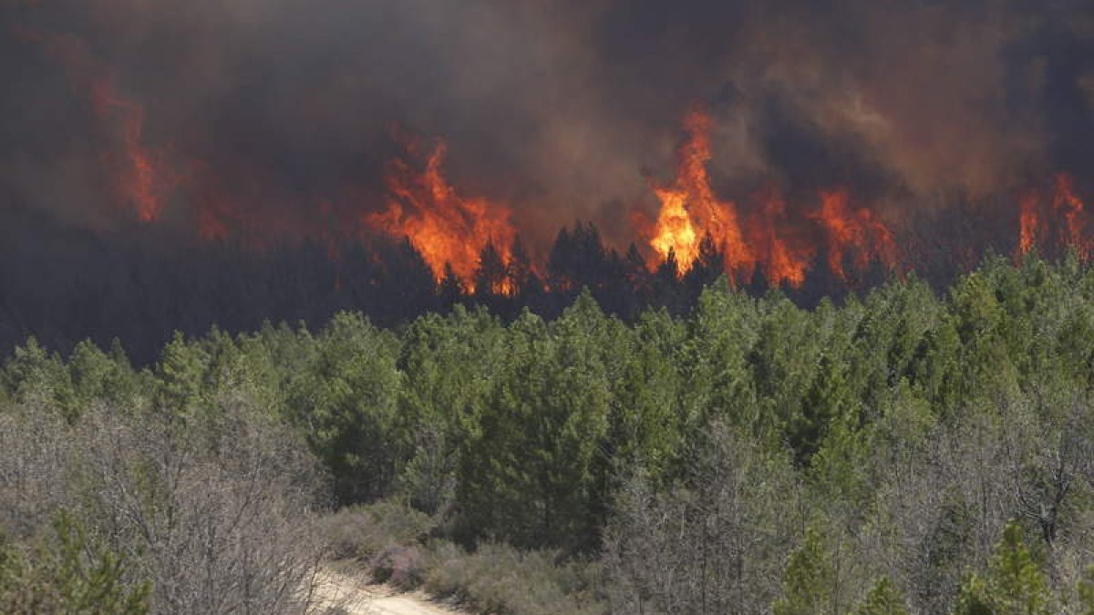 El fuego calcinó el año pasado 1.586 hectáreas en León