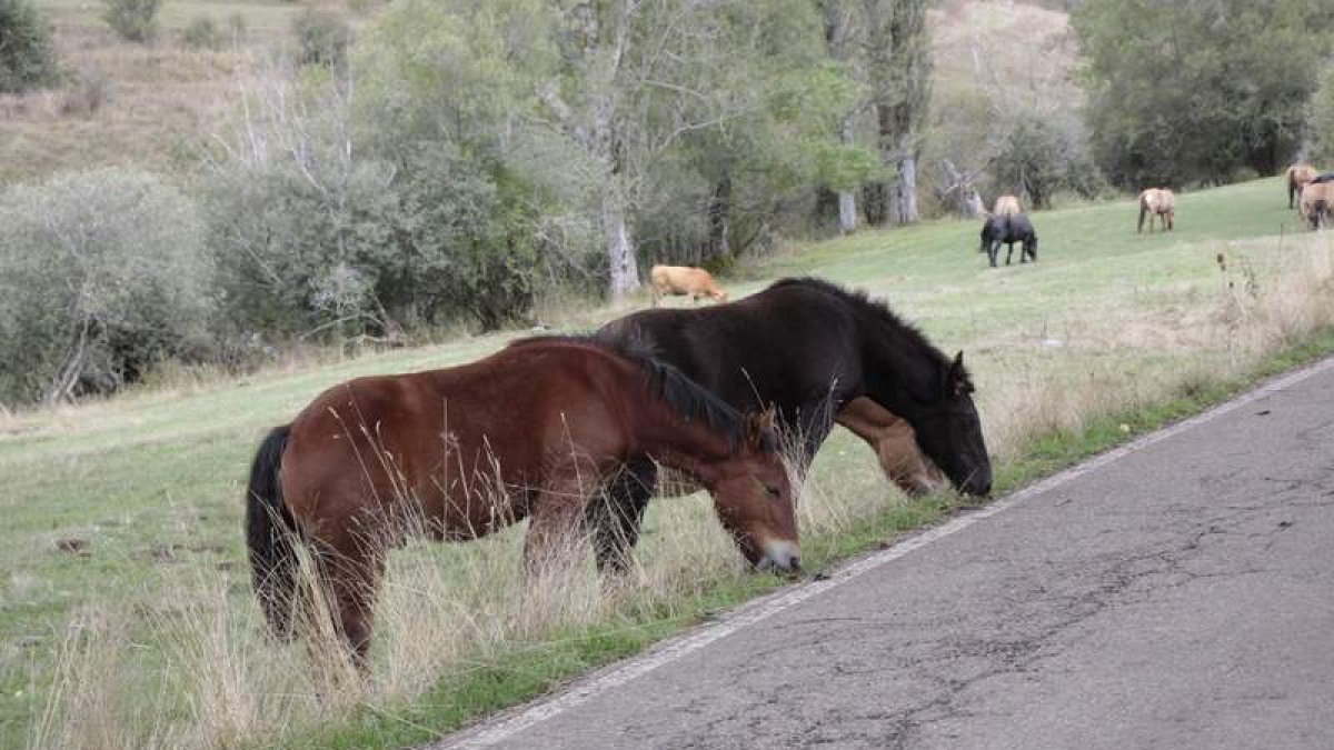 Un grupo de caballos pace al borde de la carretera que va hacia Maraña. CAMPOS