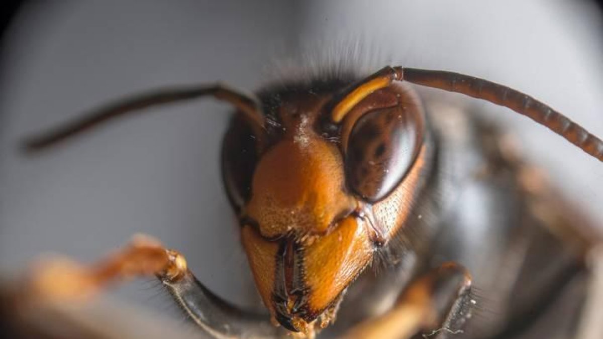 Imagen de una avispa asiática