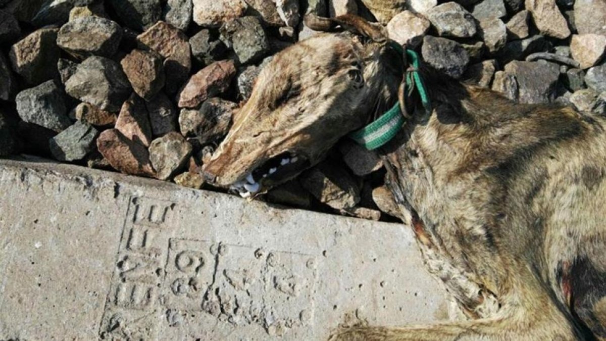 Galgo muerto en Sevillahttps://www.elperiodico.com/es/sucesos-y-tribunales/20180316/investigado-un-hombre-por-atar-perros-a-la-via-del-tren-para-matarlos-6695037