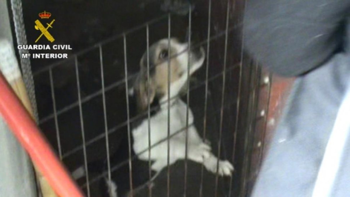 Uno de los perros recogidos en el criadero ilegal de Madrid.