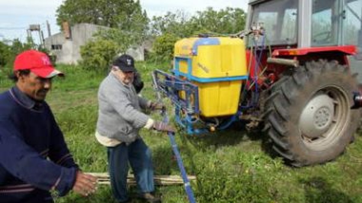 El candidato Mujica trabaja las tierras tras emitir el voto.
