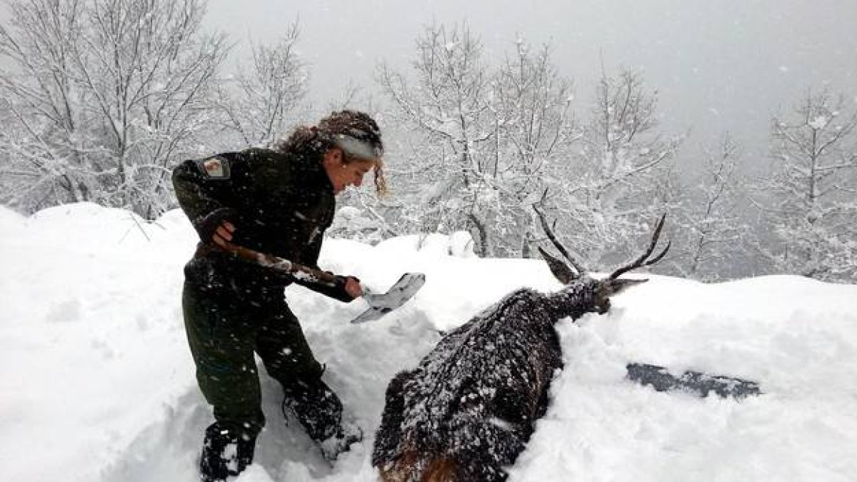 Susana Bayón, celadora medioambiental, rescata a un ciervo atrapado el jueves pasado en la carretera de Riaño a Boca de Huérgano