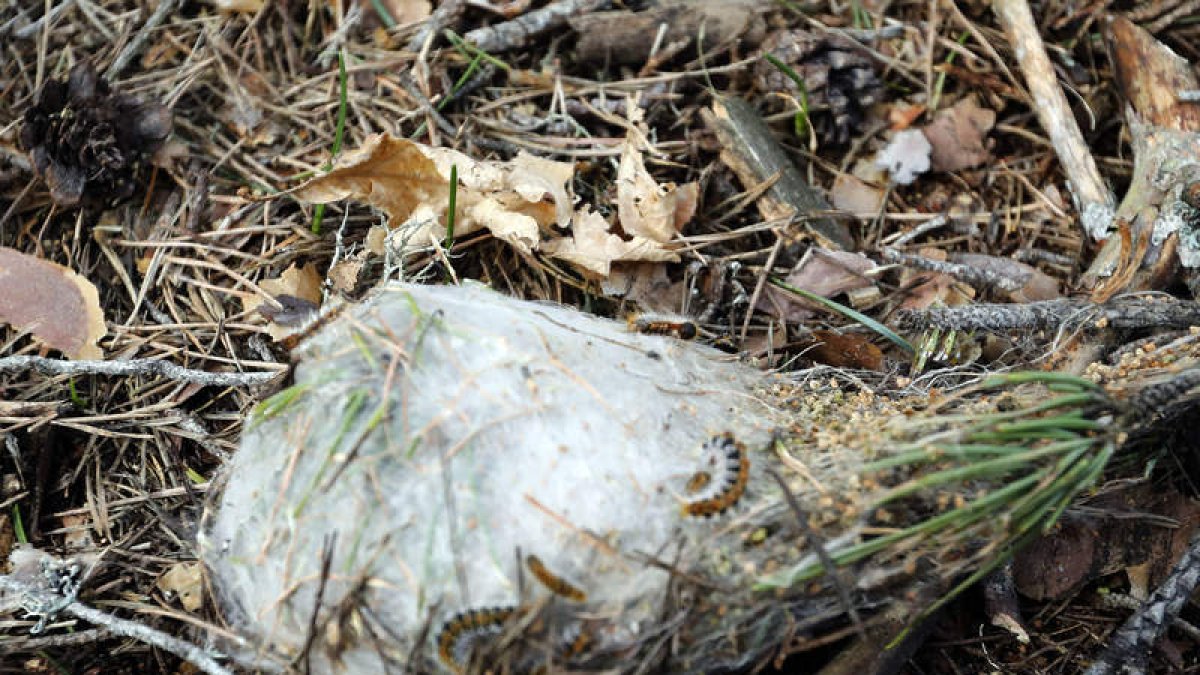 La procesionaria está vinculada a pinos y cedros. MARCIANO PÉREZ