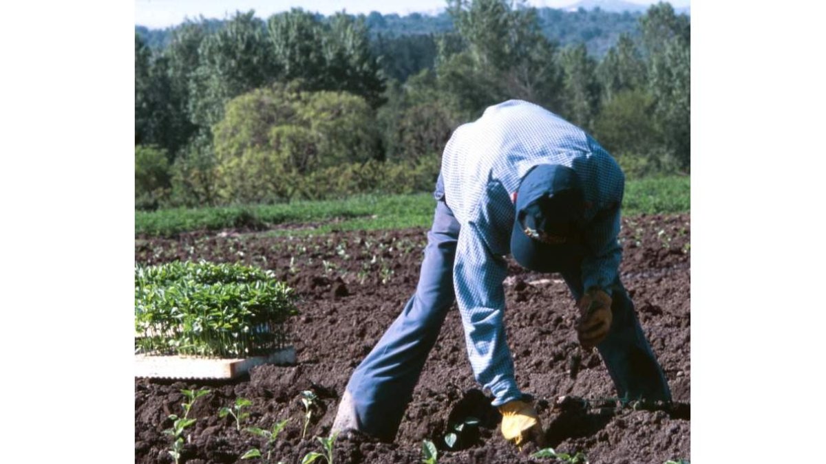 Un agricultor planta plantones de pimiento en el Bierzo, en una imagen de archivo. DL