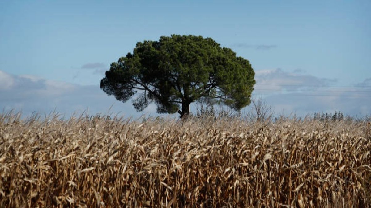 El precio del trigo, la cebada y el centeno ha bajado 3 euros la tonelada. JESÚS