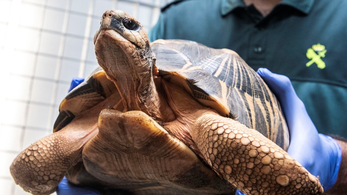 Un agente del Seprona de la Guardia Civil con una tortuga rescatada en una operación contra el tráfico de especies protegidas. CATI CLADERA