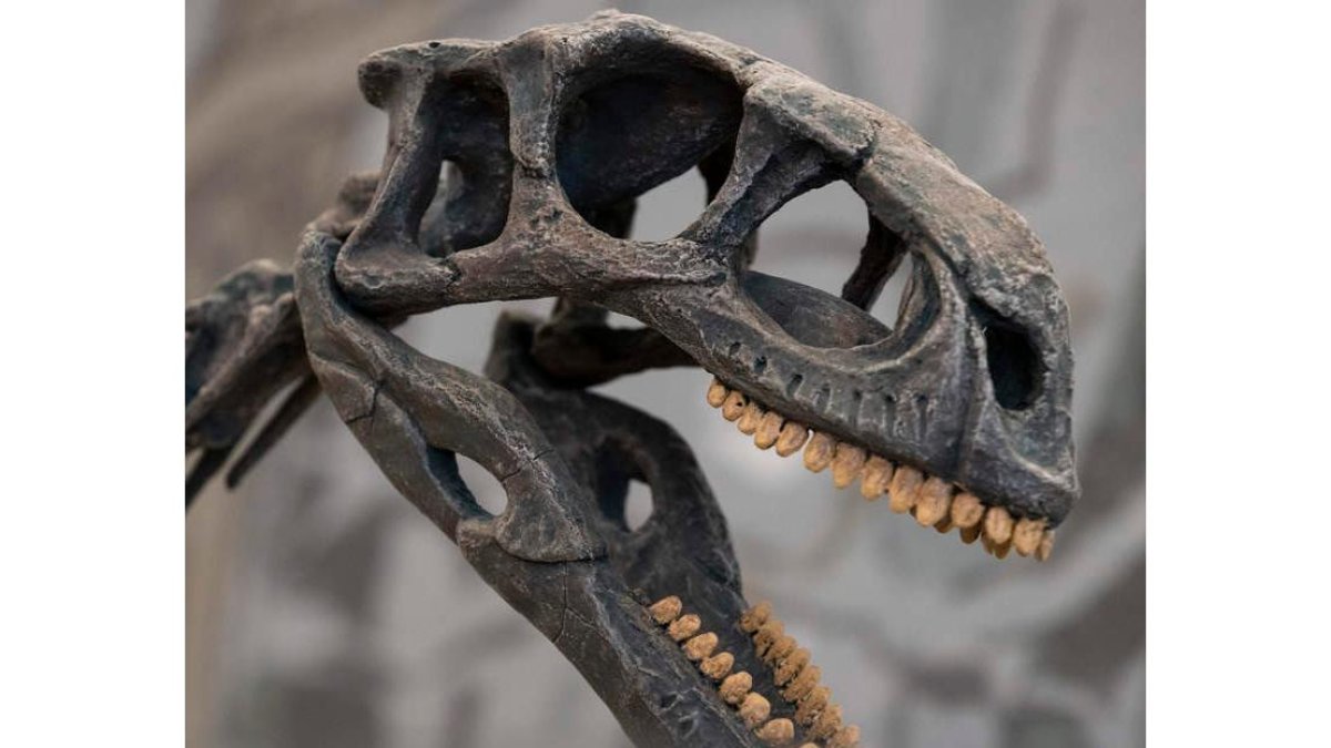 Réplica de Chilesaurus diegosuarezi, descubierto en Chile el 16 de febrero de 2022. ALBERTO VALDÉS