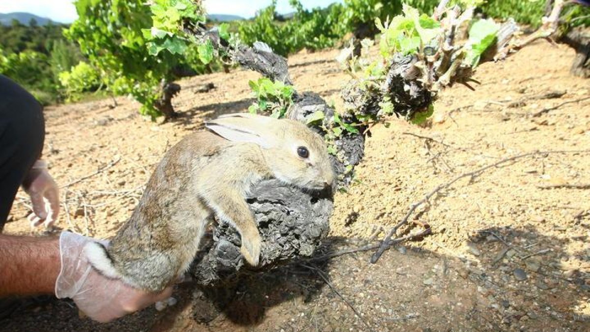 La plaga de conejos está destrozando viñedos y árboles en el Bierzo