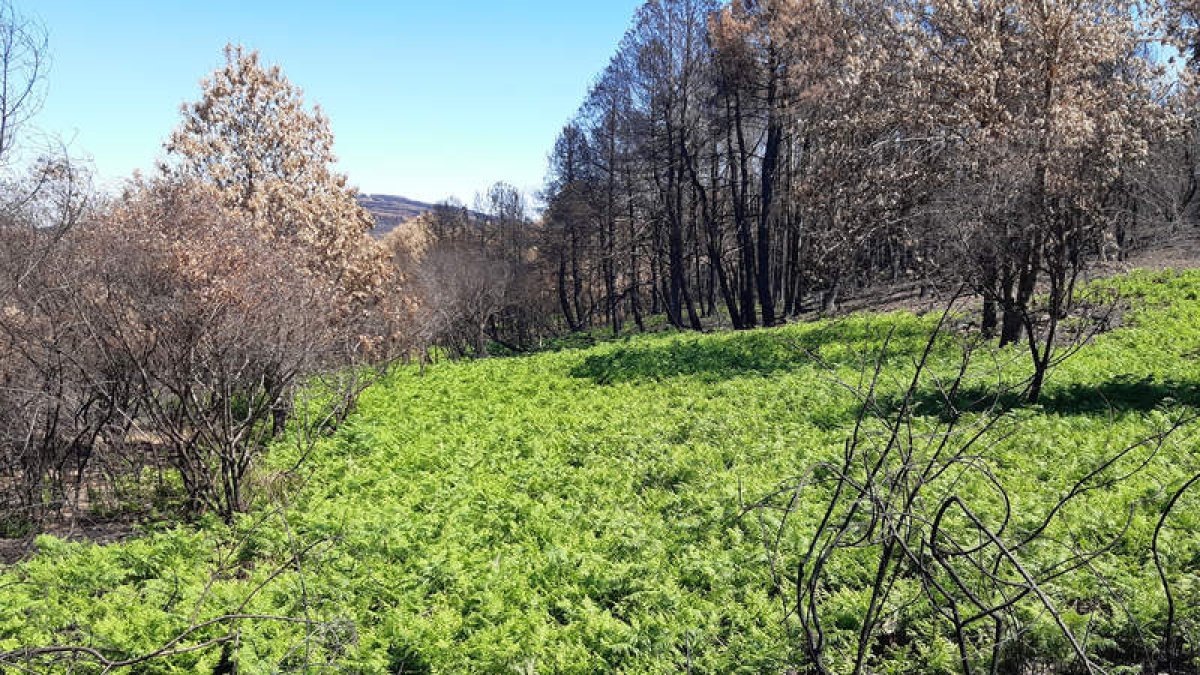 Imagen de los primeros brotes verdes de la sierra de la Culebra. MARIAM A. MONTESINOS