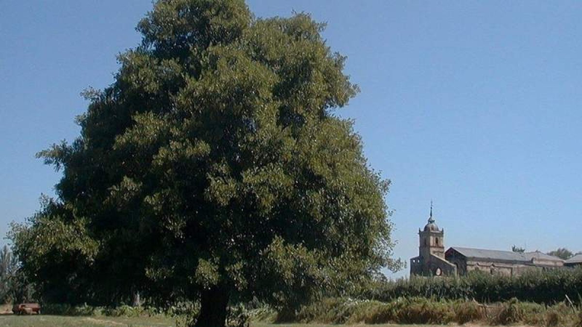 La iniciativa de plantar árboles para reforestar se dio a conocer en redes coincidiendo con el Día Mundial del Árbol. DL