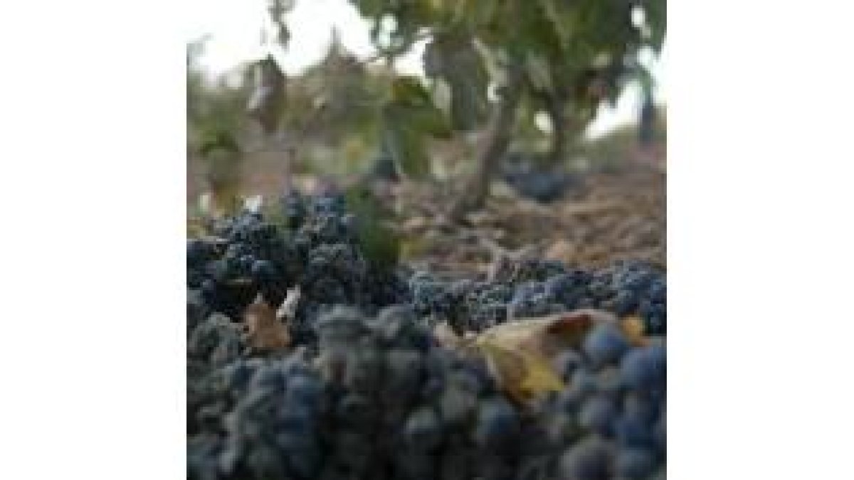 Uvas caídas en una finca de Gordoncillo