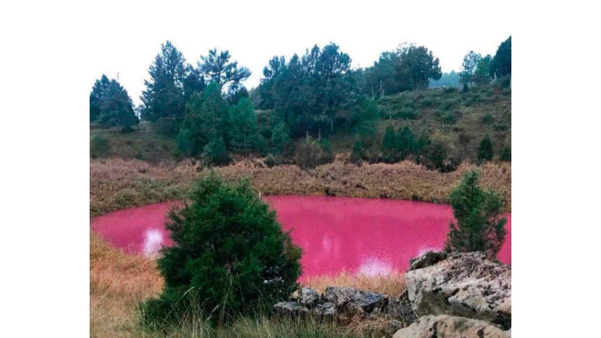 Las aguas teñidas de rosa en la laguna de Las Tortugas (Cuenca). DL