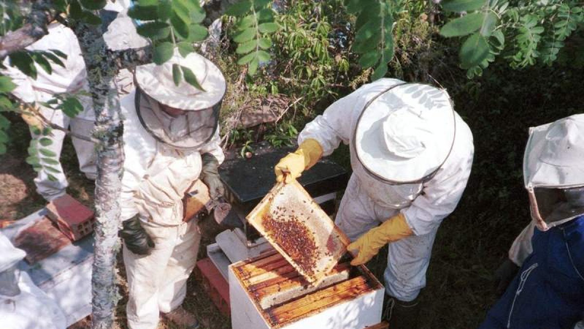 La Velutina ataca a las abejas y diezma los colmenares. L. DE LA MATA