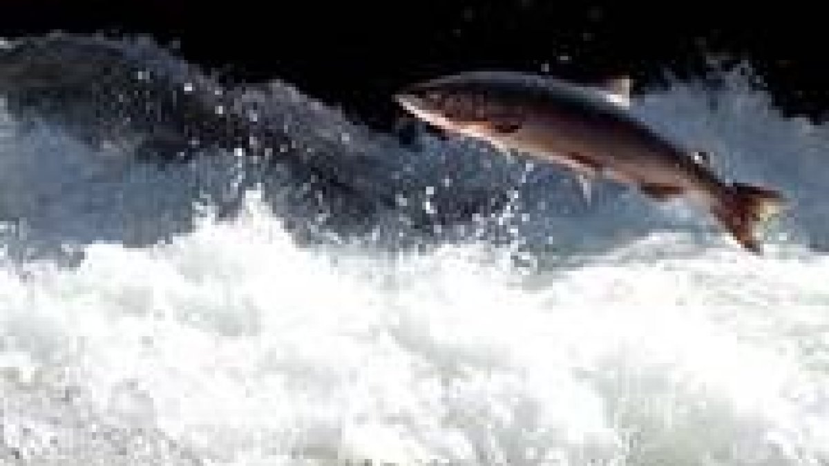 Un salmón realiza un espectacular salto en su avance imparable  contra la corriente