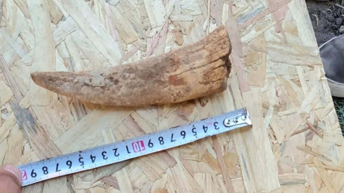 Restos del tigre dientes de sable sudamericano hallados en Necochea. MATÍAS TAGLIORETTI