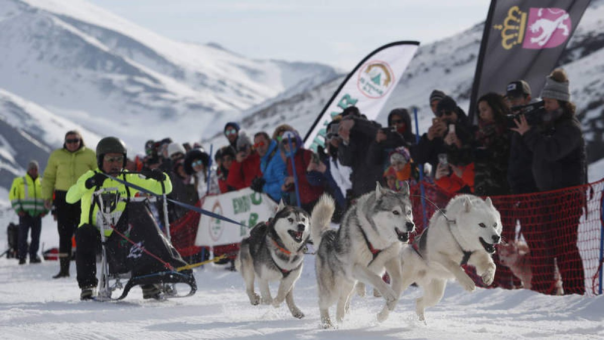 Vegarada reunió a destacados especialistas del mushing en un campeonato de altos vuelos y siete campeones. JESÚS F. SALVADORES