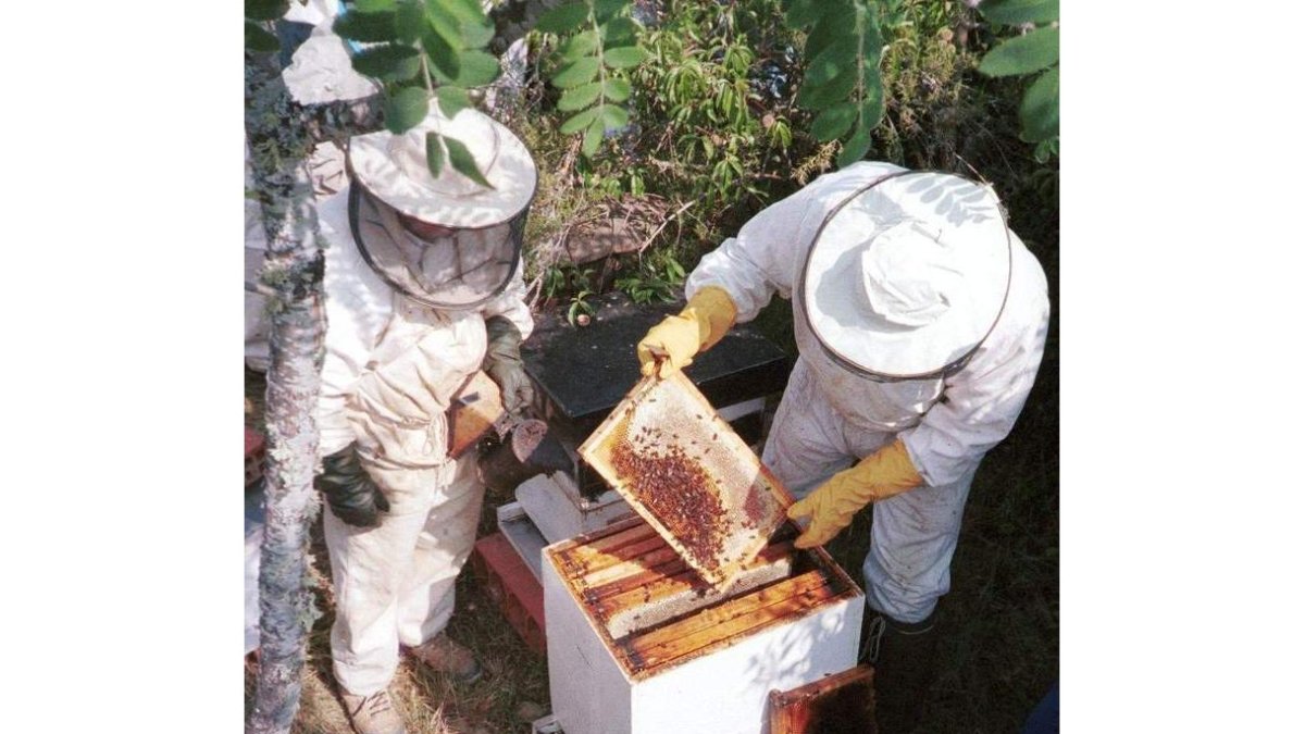 La alta mortandad de las abejas preocupa al sector y a las autoridades.