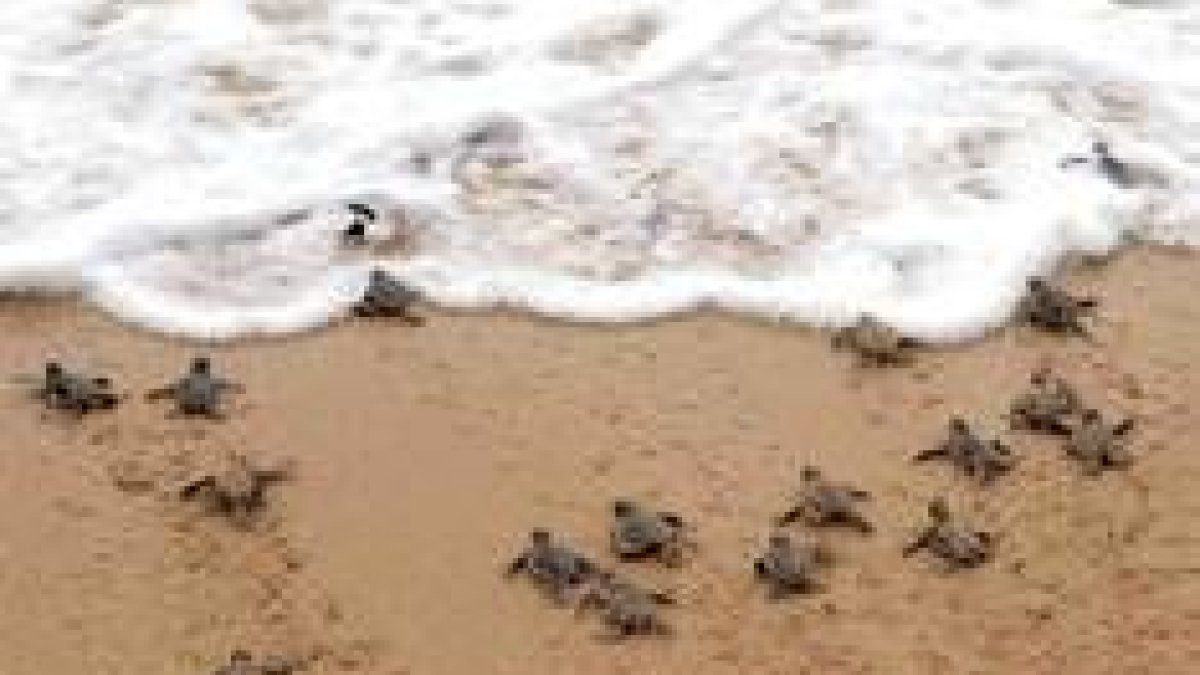 Los bebés de tortuga se acercan al agua una vez salidos del cascarón para vivir en libertad