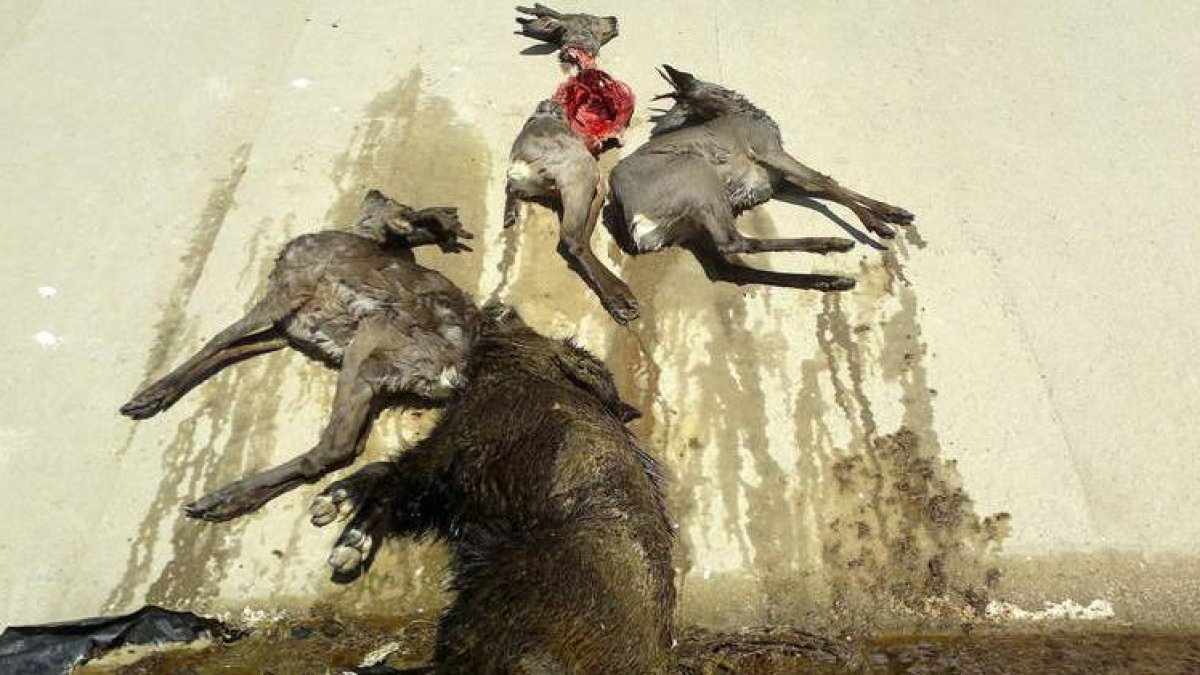 Los cadáveres de tres corzos, uno de ellos después de ser comido por un buitre, y un jabalí en Payuelos el pasado martes.