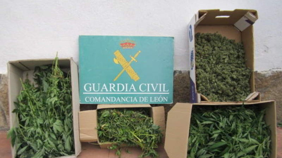 Droga intervenida en un domicilio de Cacabelos. GUARDIA CIVIL