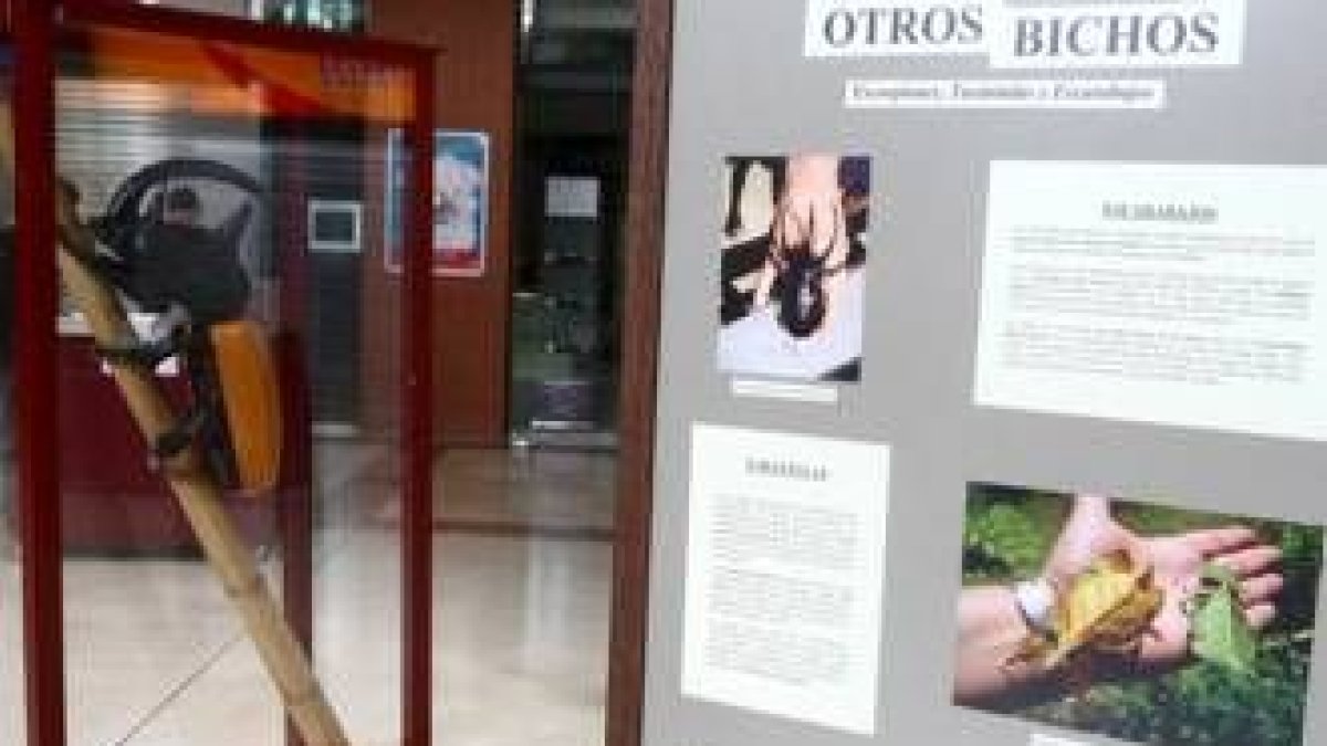 Espacio León ya ha sido sede de exposiciones sobre artrópodos