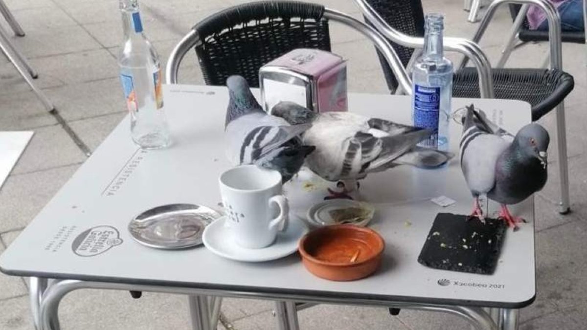 Palomas en la mesa de una terraza en Ponferrada. CS