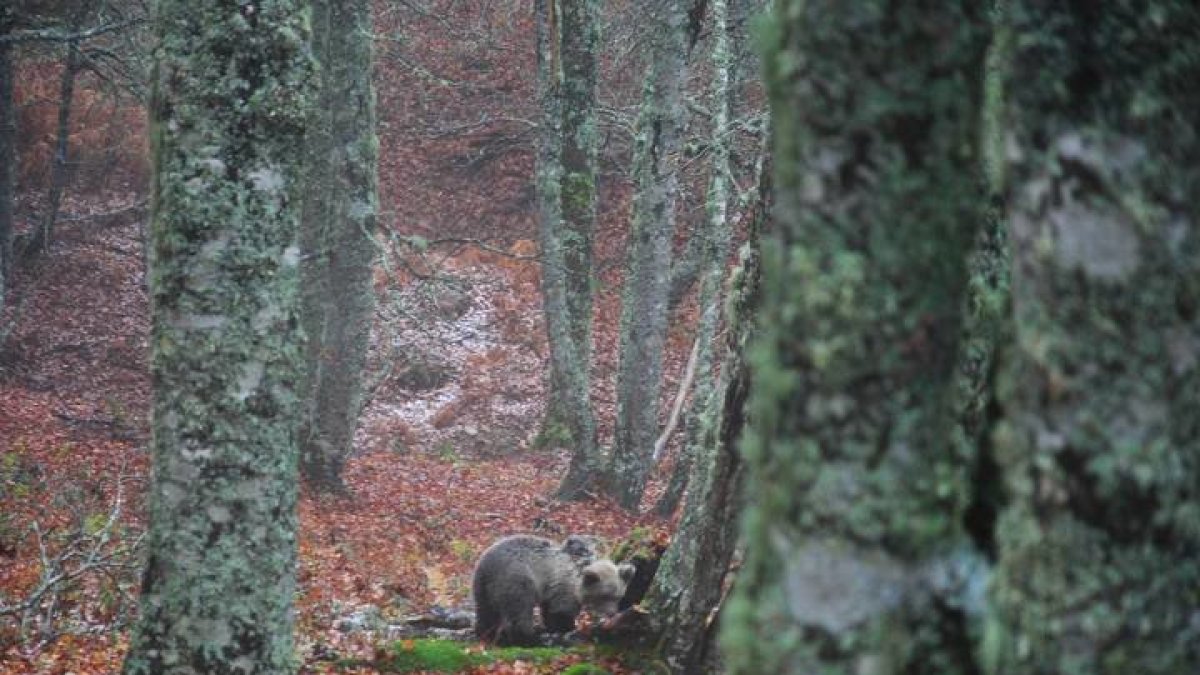 La osezna Saba en el momento de ser liberada en Picos de Europa, en la zona de Vega de Baños, en vísperas de un temporal de nieve. FOTO FACILITADA POR LA JUNTA DE CASTILLA Y LEÓN